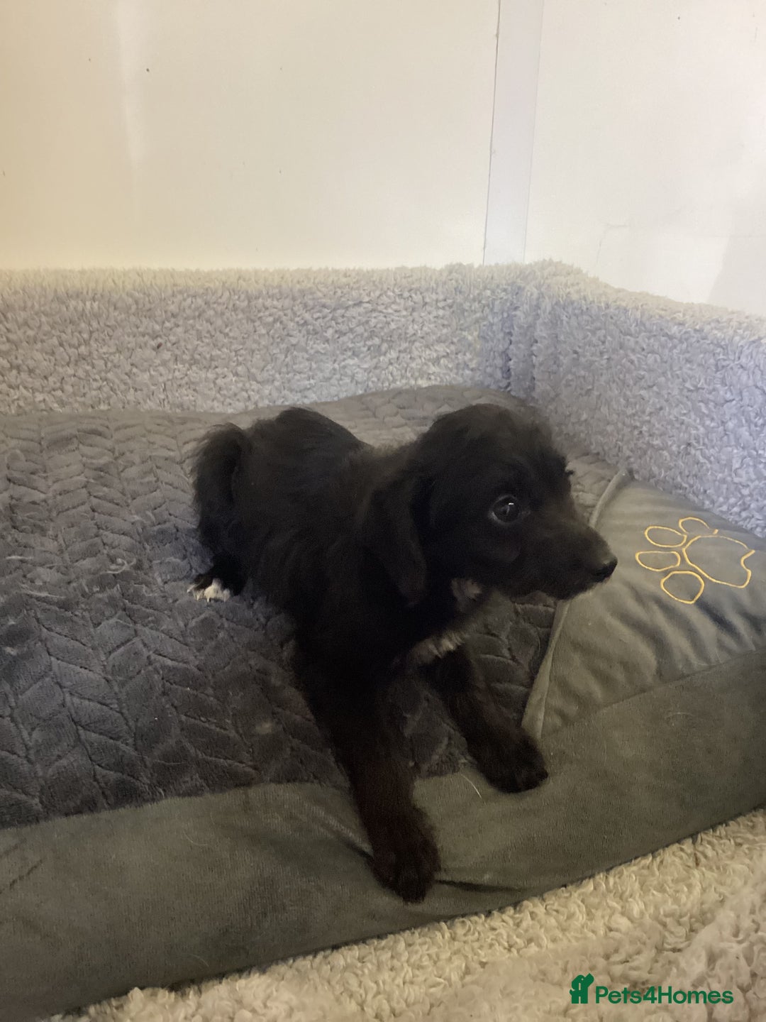 Mixed Breed dogs for sale: Whippet x bedlington - Image 20