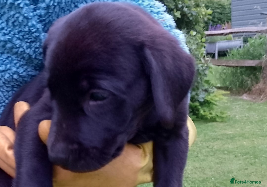Labrador Retriever dogs for sale: Loving active homes wanted in Axminster - Image 24