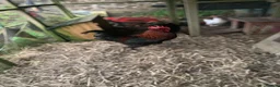 Chickens poultry for sale: Baby Chickens Mixed Breed - Advert 2