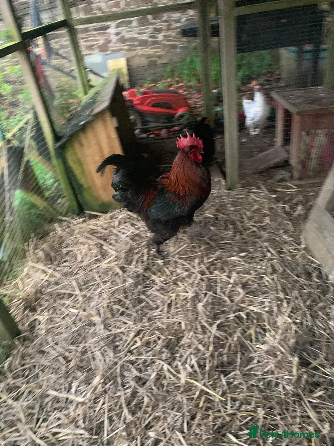 Chickens poultry for sale: Baby Chickens Mixed Breed - Advert 2