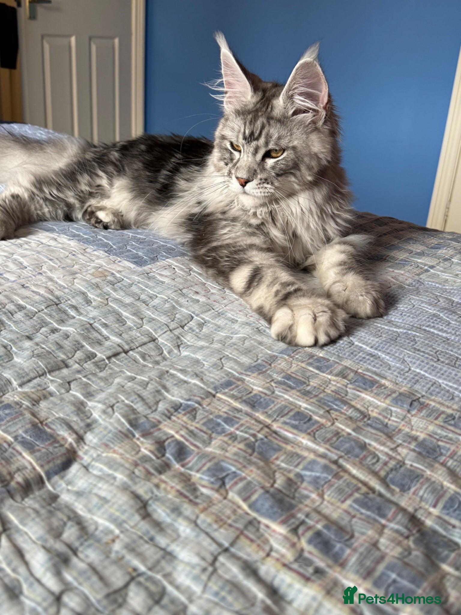 Maine Coon cats 6 STUNNING PEDIGREE TICA REG MAINE COON KITTENS - Advert 1