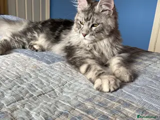 Maine Coon cats 6 STUNNING PEDIGREE TICA REG MAINE COON KITTENS - Advert 1