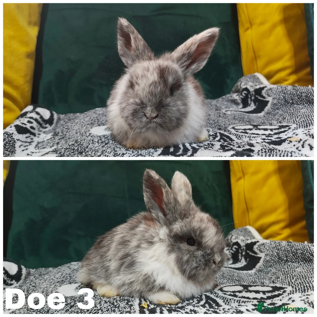Mini Lop rabbits for sale: Stunning mini lops to reserve  - Advert 5
