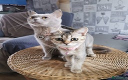 Scottish Fold cats for sale:  Scottish Fold & females   in Hull - Image 12