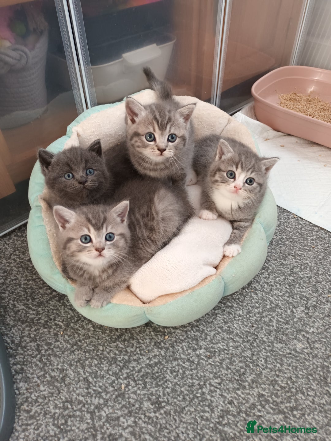 British Shorthair cats for sale: Little princess 👸  - Advert 21