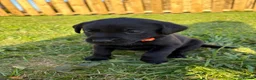 Labrador Retriever dogs for sale: Black labrador puppies KC registered. in Berwick-upon-Tweed - Advert 18