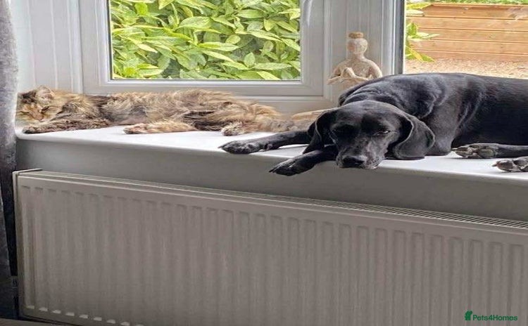 Mixed Breed dogs - Advert 2