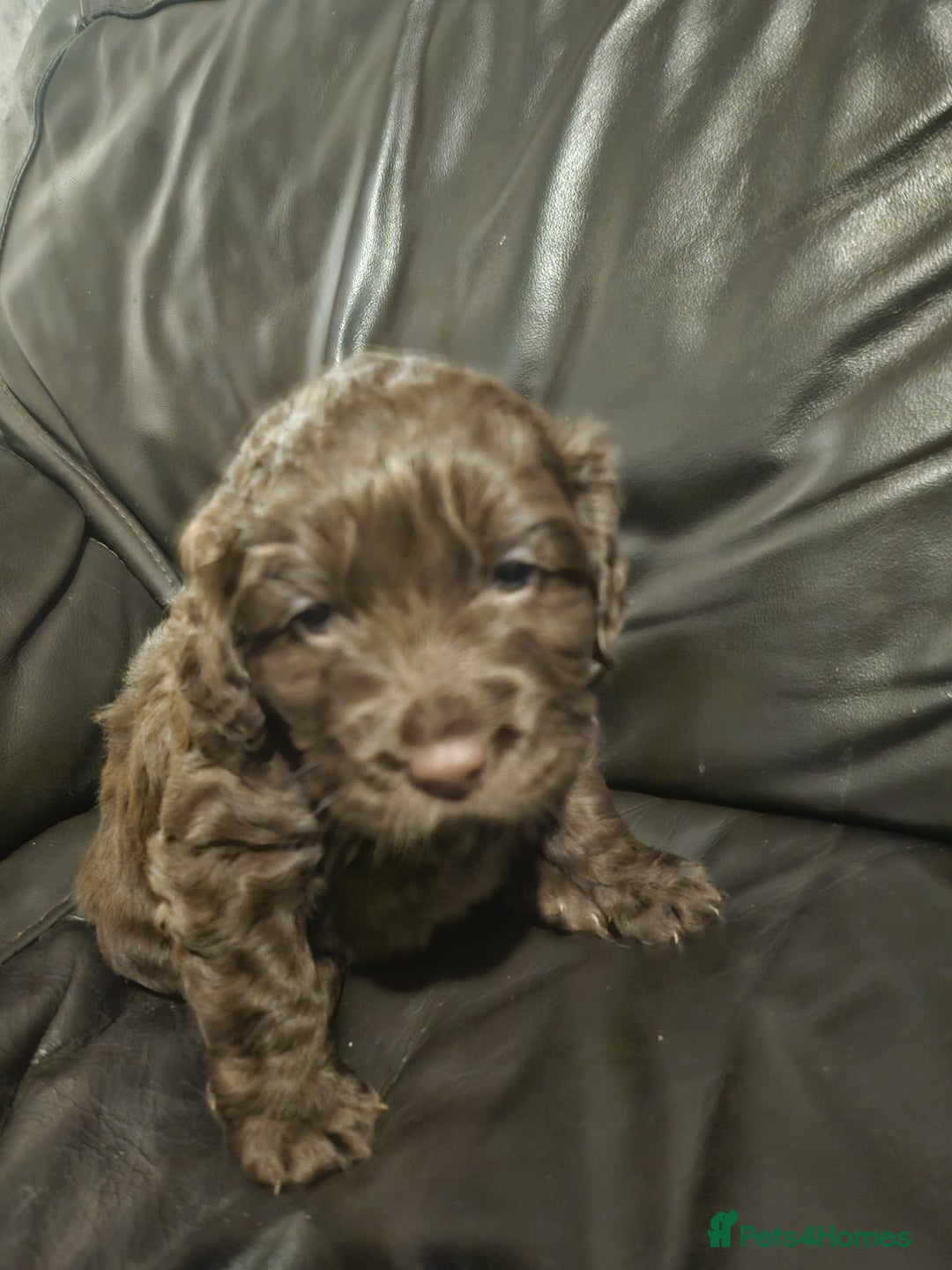 Cockapoo dogs for sale: Cockapoo puppies  - Advert 1