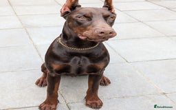 Dobermann dogs for sale: Beloved doberman 13m old puppy for sale in London - Image 3