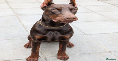 Dobermann dogs in London - Advert 1