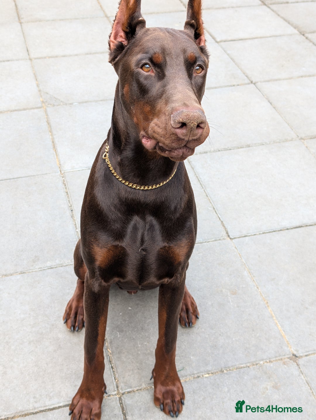 Dobermann dogs for sale: Beloved doberman 13m old puppy for sale in London - Image 3