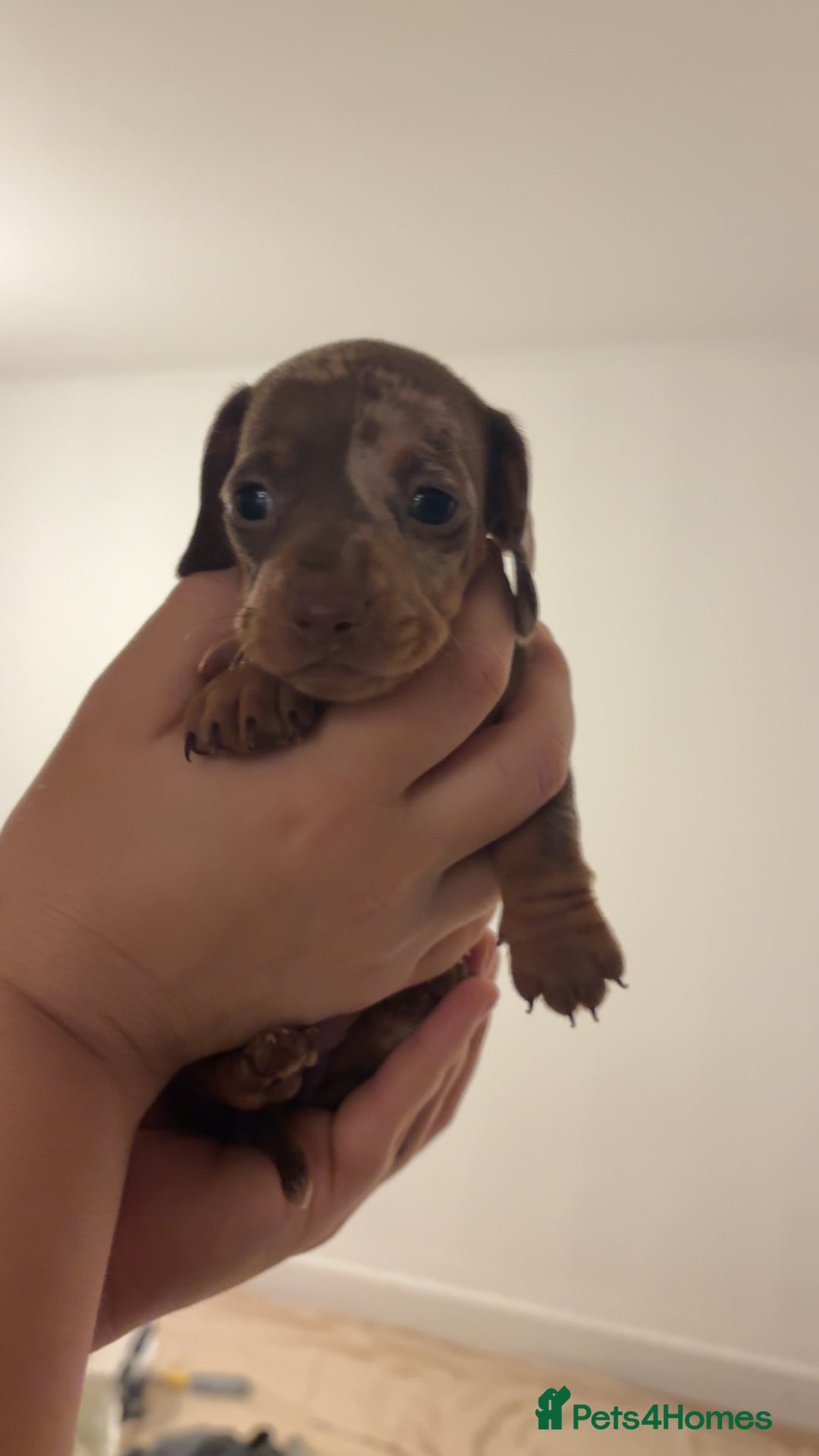 Miniature Dachshund dogs for sale: Miniature shorthaired dachshund pups - Advert 8