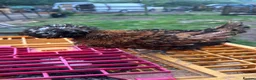 Chickens poultry for sale: Point of lay chickens for sale - Advert 1