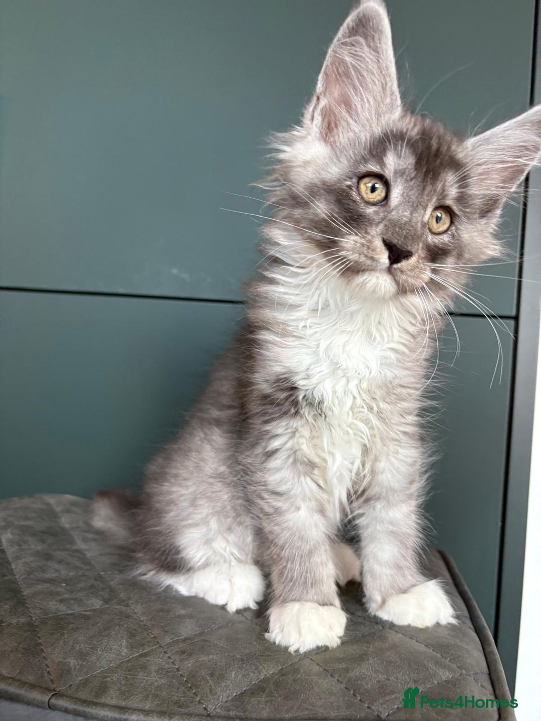 Maine Coon cats for sale: XL Maine Coon Kittens for Sale – TICA Reg - Advert 20