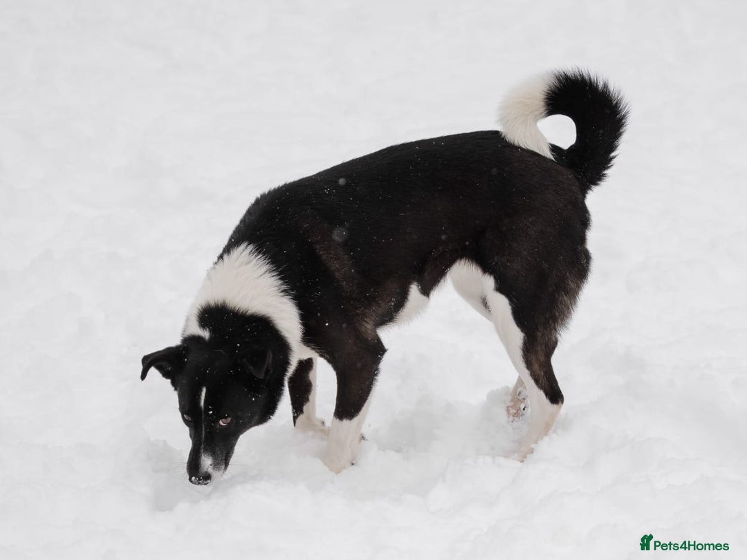 Mixed Breed dogs for adoption: ❤️Zoria❤️- medium-sized 2-year-old sunny girl  - Advert 11
