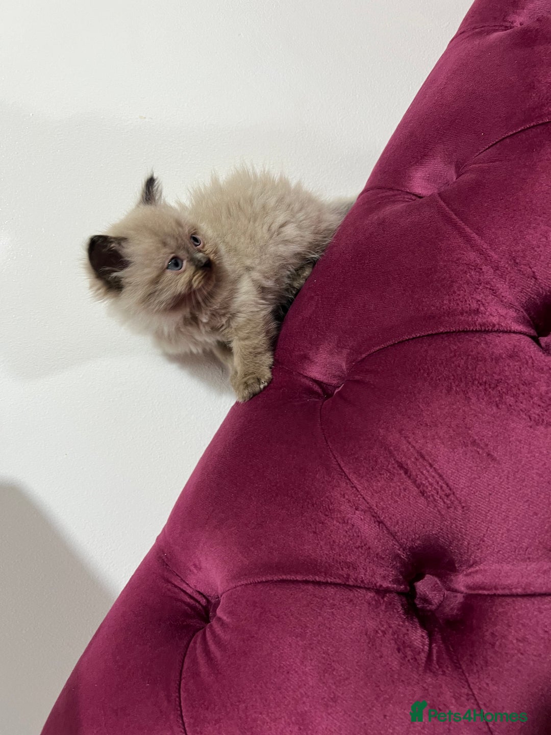 Ragdoll cats for sale: Beautiful Ragdoll Kittens Available  - Advert 5