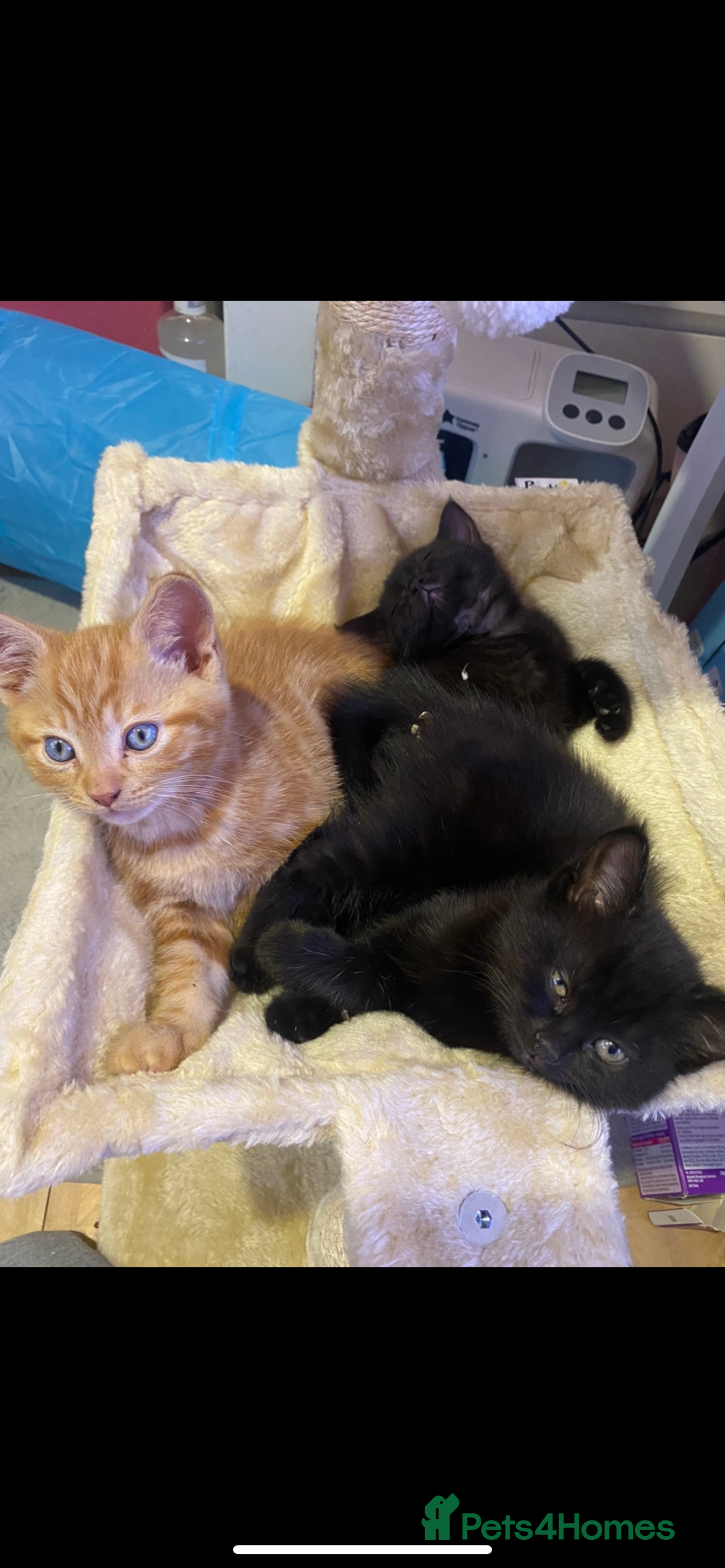 British Shorthair cats for sale: Stunning kitten boy £180  - Image 9