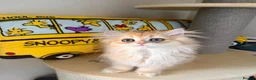British Shorthair cats for sale: Adorable Golden British Short/longhair Kittens - Advert 3