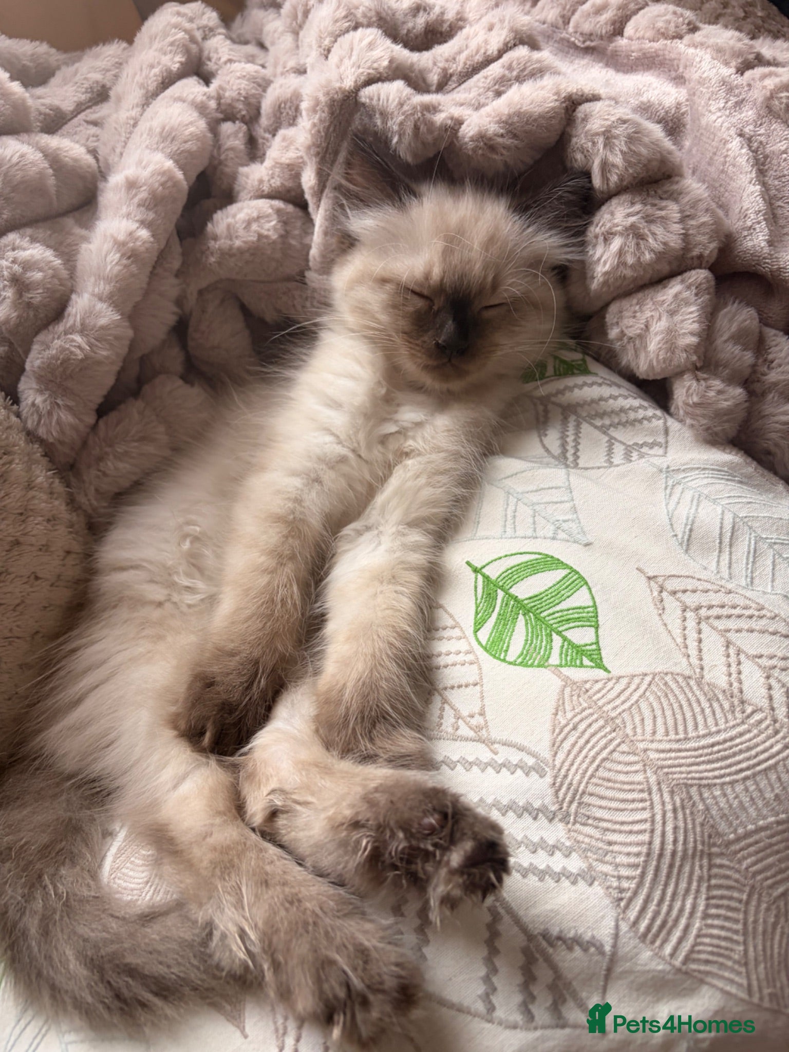 Ragdoll cats Last boy🍀 Ready now! 🌸🌸Pure Ragdoll kittens🌸 - Advert 2