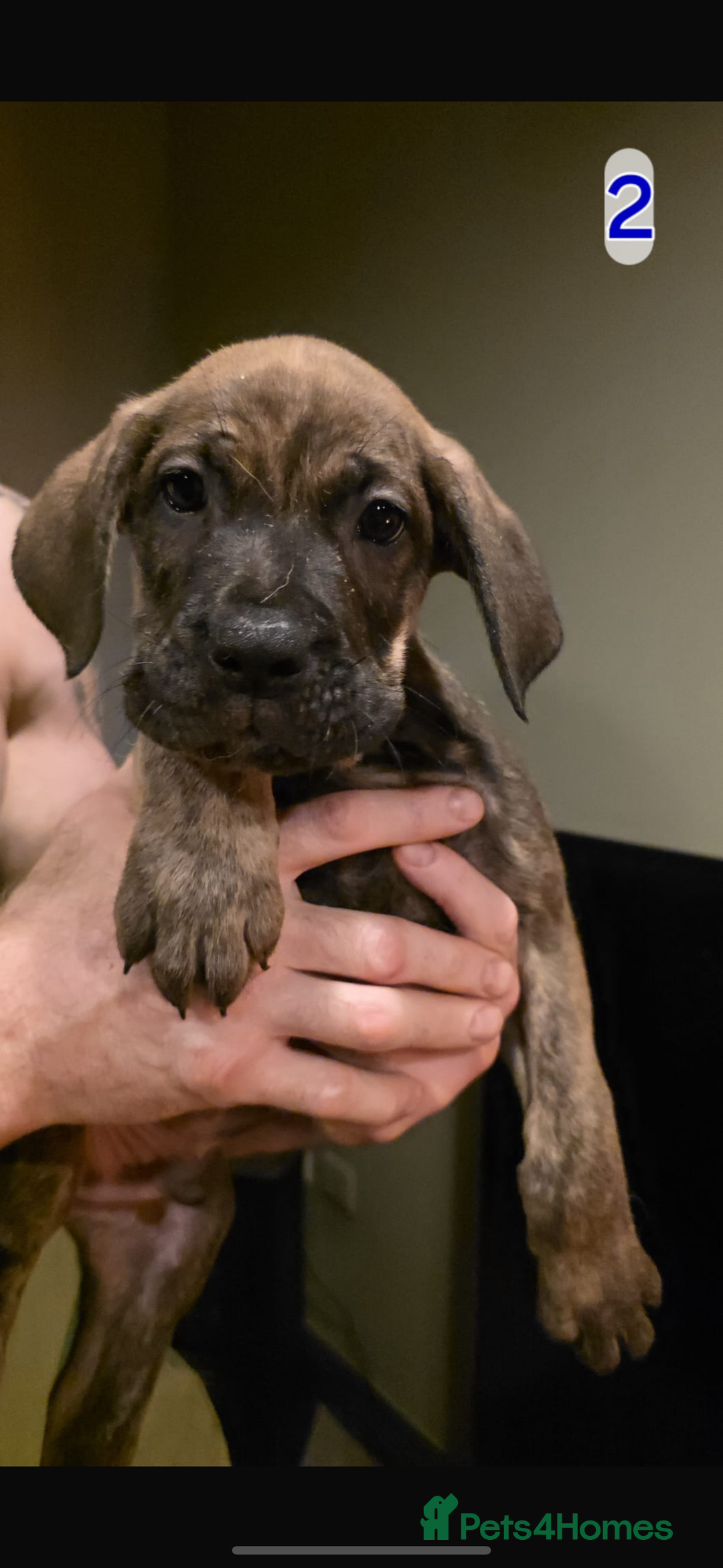 Mixed Breed dogs for sale: Cane corso X mastiff X - Advert 5