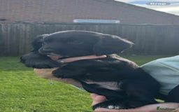 Cocker Spaniel dogs for sale: *READY TO LEAVE* Cocker Spaniel puppies  - Advert 5