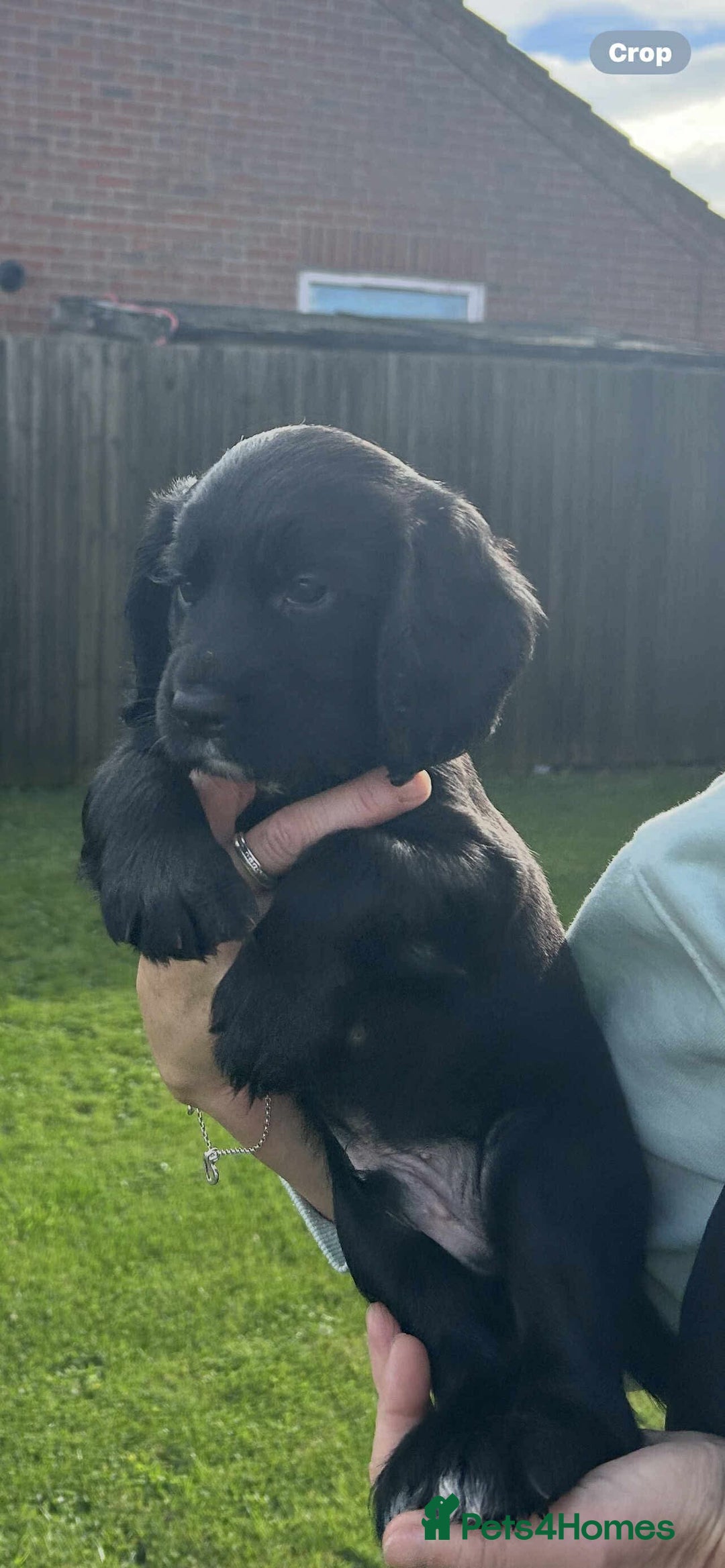 Cocker Spaniel dogs for sale: *READY TO LEAVE* Cocker Spaniel puppies  - Advert 5