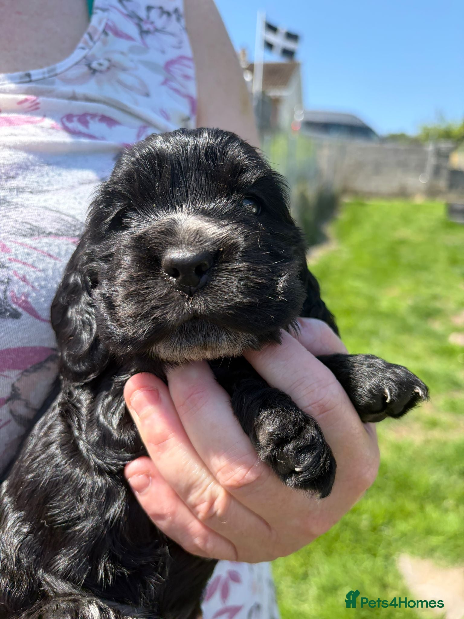 Cocker Spaniel dogs Show Type KC Cocker Available 1 male - Advert 1