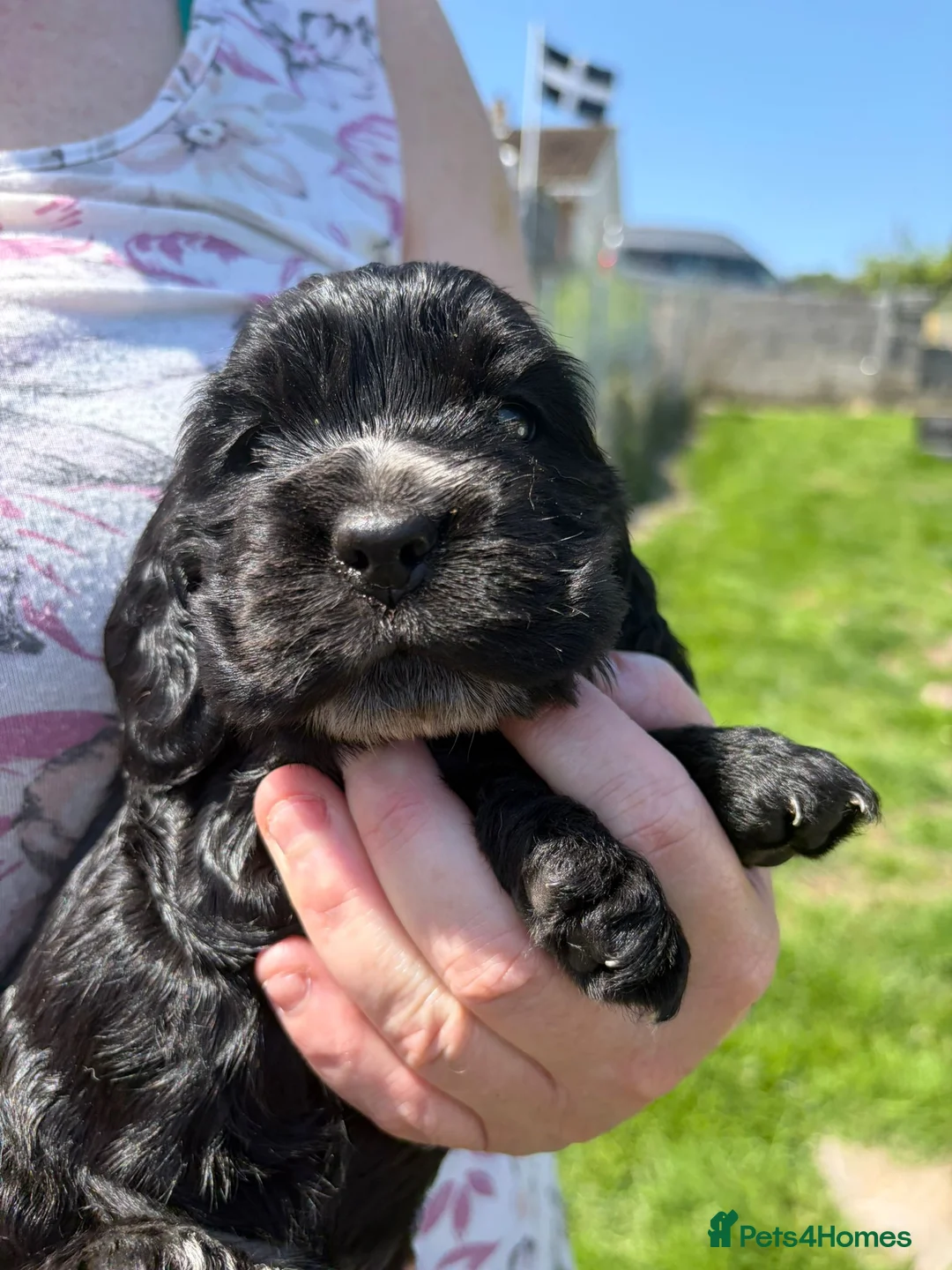 Cocker Spaniel dogs for sale: *REDUCED* LAST MALE KC REG SHOW COCKER - Advert 2