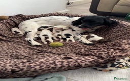 English Springer Spaniel dogs for sale: Puppies for sale 9 week old  - Image 6