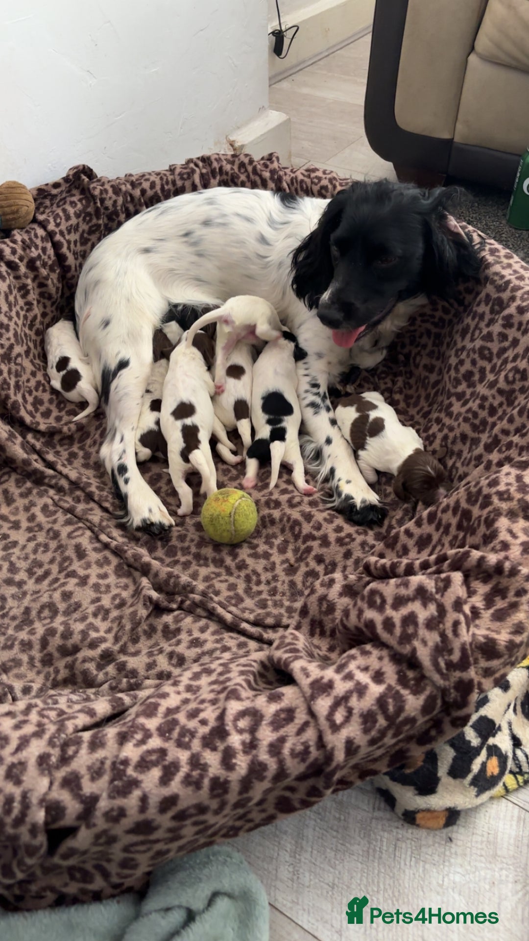 English Springer Spaniel dogs for sale: Puppies for sale 9 week old  - Image 6