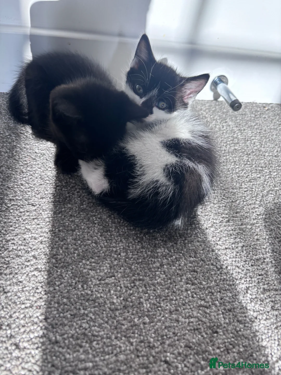 Mixed Breed cats for sale: Kittens  - Advert 2