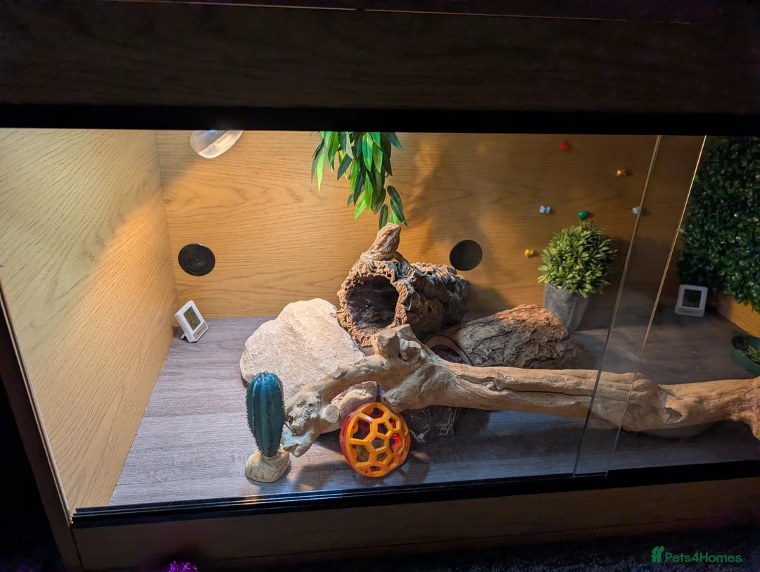 Bearded Dragon reptiles for sale: Bearded dragon and complete set up - Advert 2