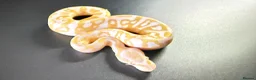 Python Snake reptiles for sale: 1.0 Leo Candy 66% het Pied - Advert 11