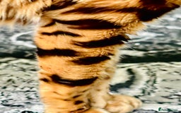 Bengal cats for sale: OUTSTANDING 🤩 Purebred Brown Rosetted Bengal - Image 8