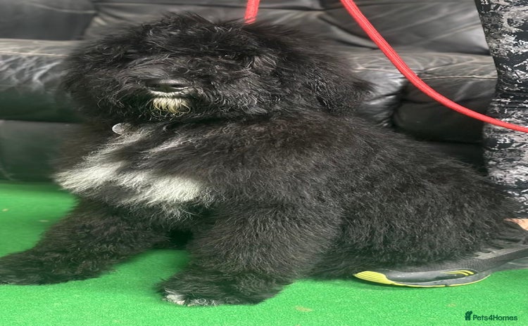 Bernedoodle dogs - Advert 1