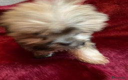Lhasa Apso dogs for sale: Lhasa Apso Puppies 🐶  - Image 29