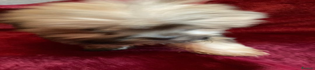 Lhasa Apso Puppy 5