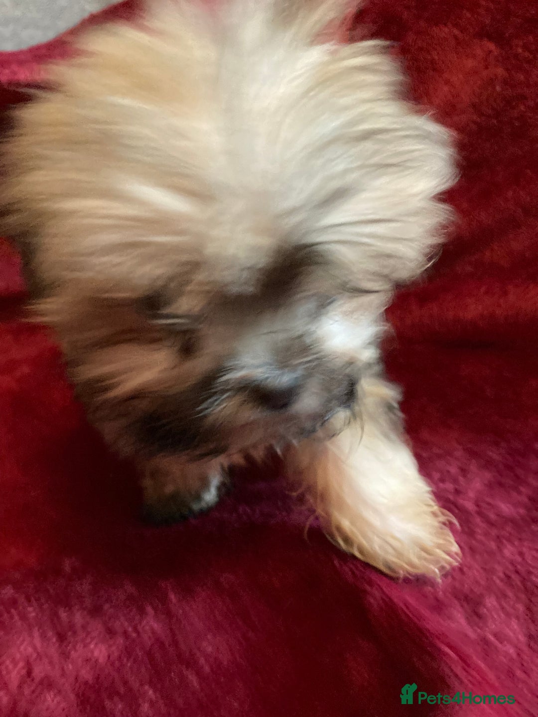 Lhasa Apso dogs for sale: Lhasa Apso Puppies 🐶  - Image 29
