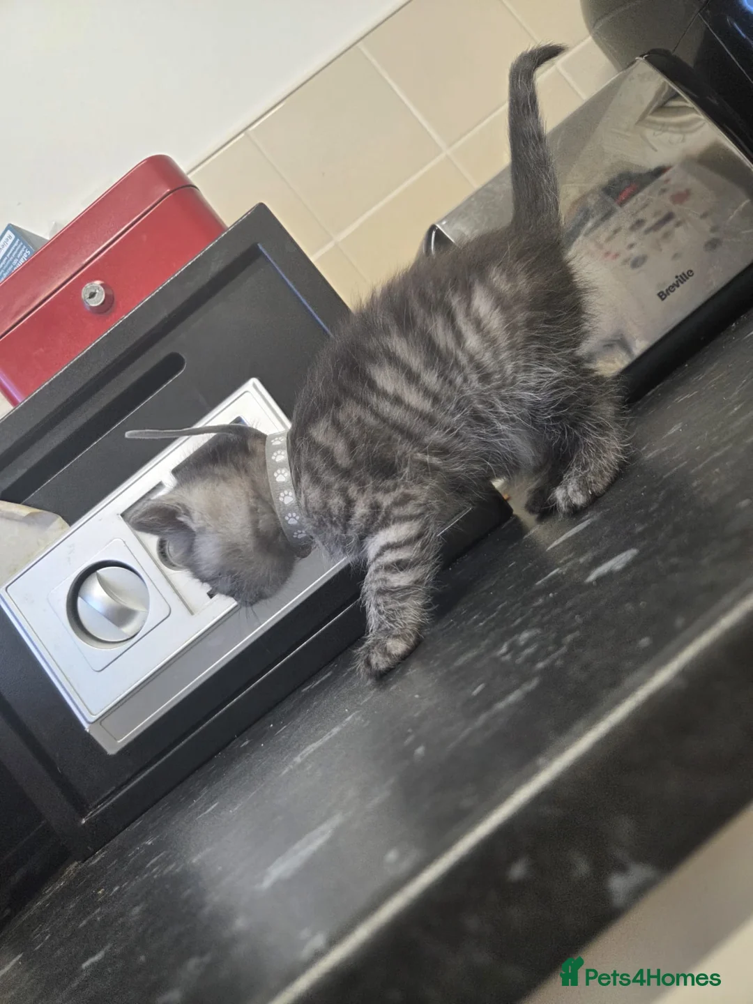 Mixed Breed cats for sale: 5 bootiful ragdoll/siberian forest cat kittens :) - Advert 2