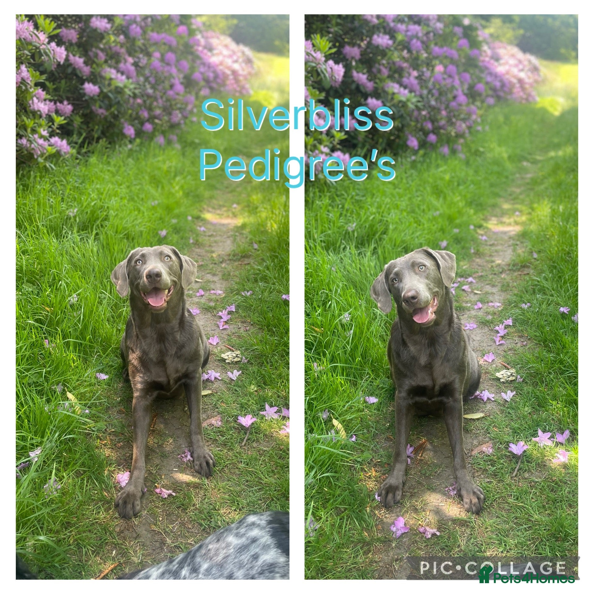 Labrador Retriever dogs for sale: 🌸Extensively health tested KC silver Labrador’s🌸 - Advert 1