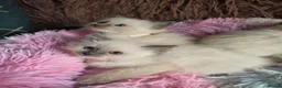 Ragdoll cats for sale: Four Stunning GCCF Registered Girls - Advert 23