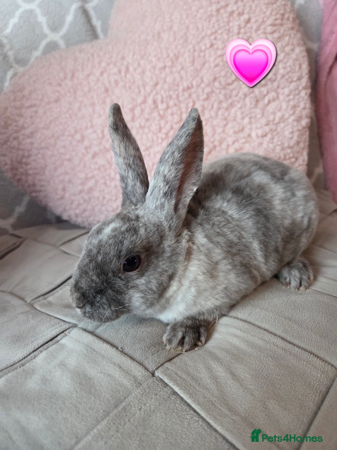Rex rabbits for sale: 🐰 Beautiful mini rex babies 🐰 - Image 8