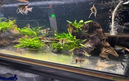 Angelfish fish for sale: Manacapuru super red 6-8cm - Image 3