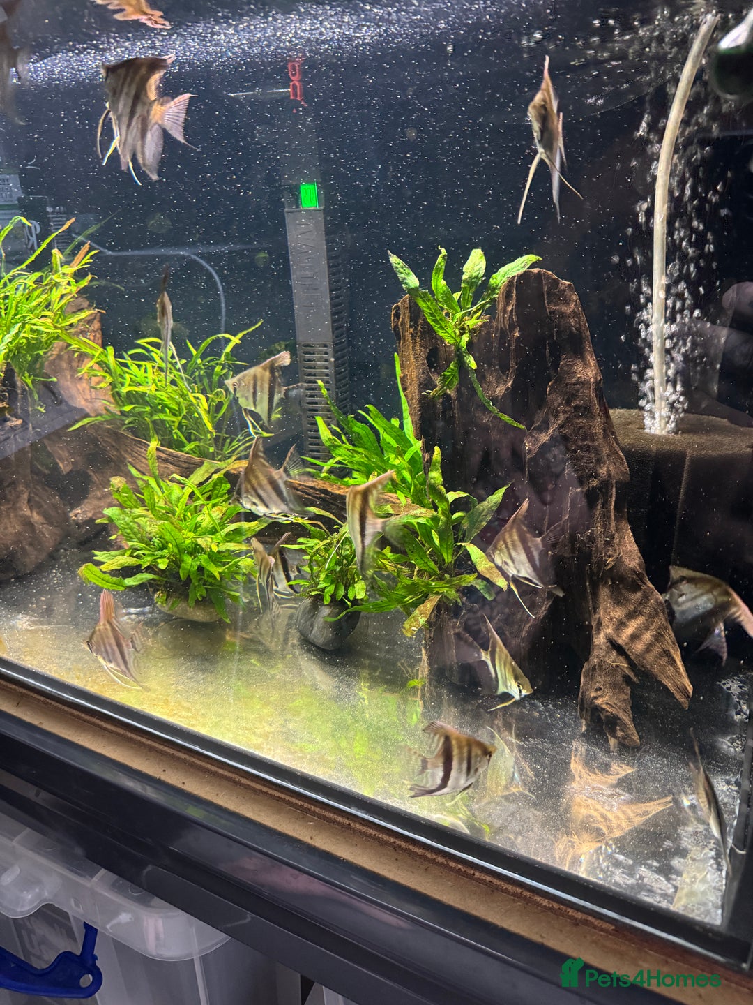 Angelfish fish for sale: Manacapuru super red 6-8cm - Image 3