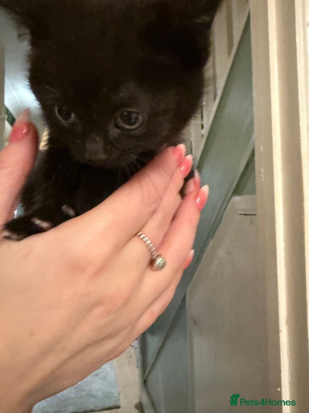 Brazilian Shorthair cats for sale: 4 black kittens - Advert 5