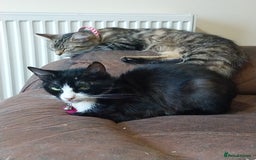 Persian cats for sale: Tabby persain long hair cat - Image 10