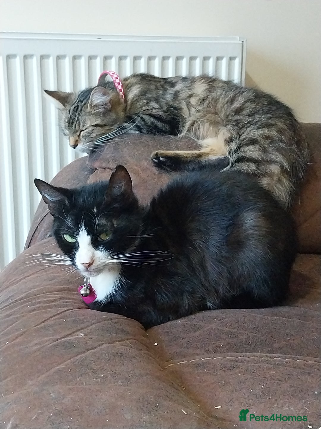 Persian cats for sale: Tabby persain long hair cat - Image 10