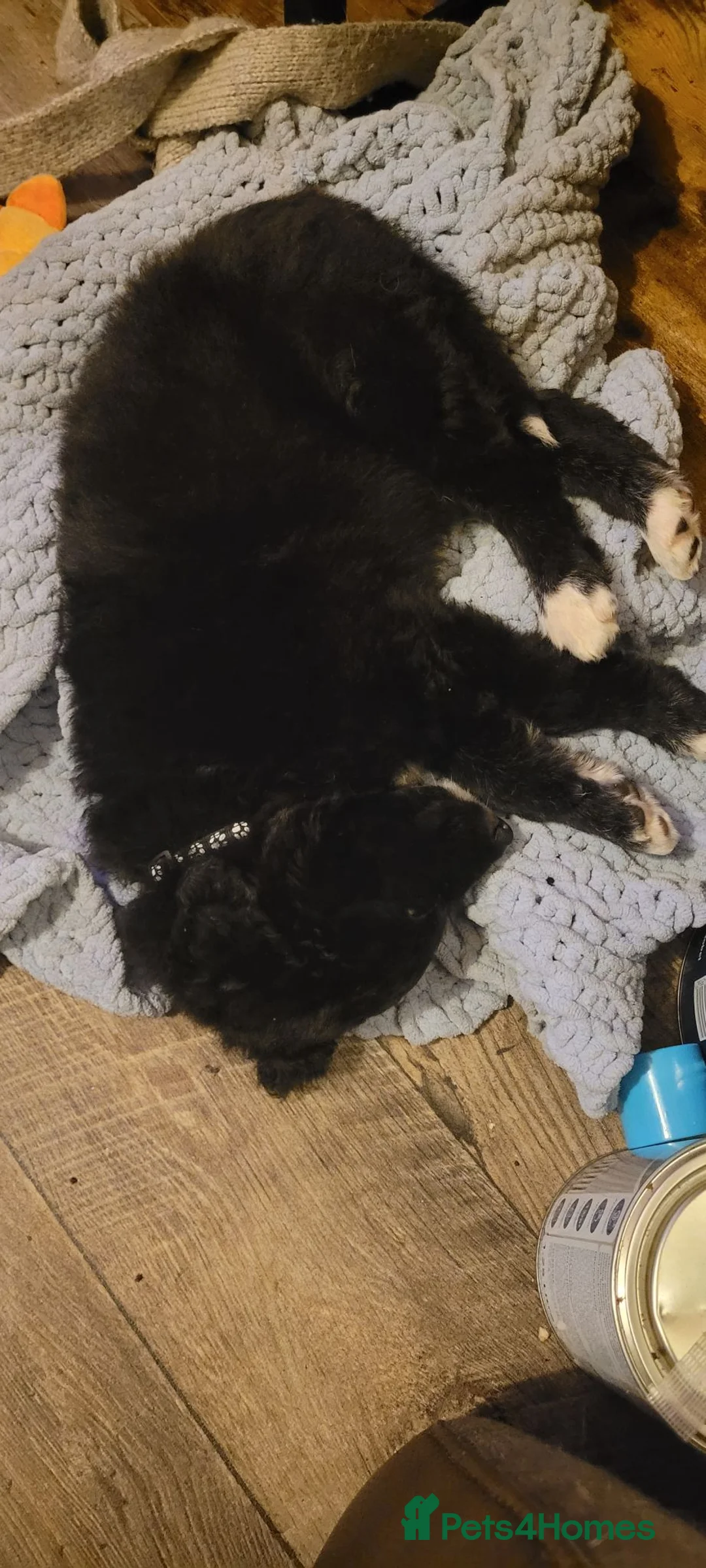 Mixed Breed dogs for sale: Collie cross Greyhound 9 months old in Barton-upon-Humber - Advert 12