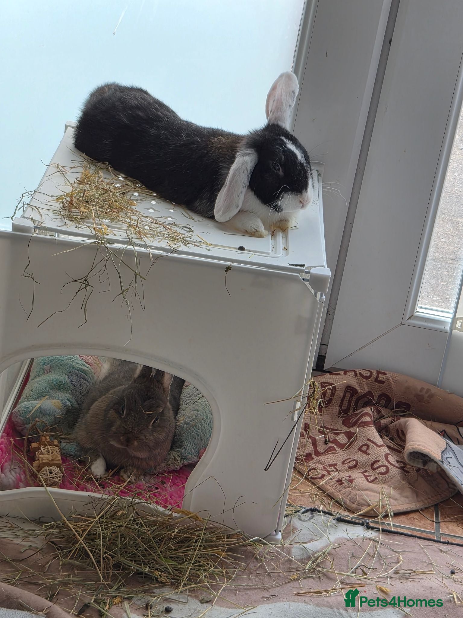 Netherland Dwarf rabbits 2 Bunnies for Sale with Supplies - Advert 2