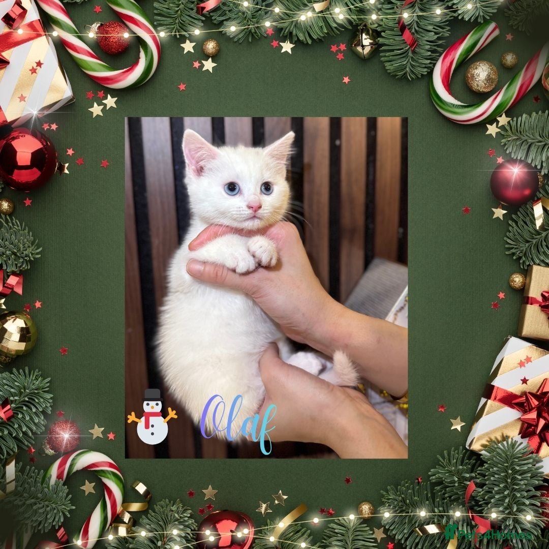 British Shorthair cats for sale: ⭐ LAST ONE The Snow Angel Litter ❄️ Whiskers ⭐ - Advert 27